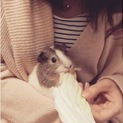 ２歳モルモット