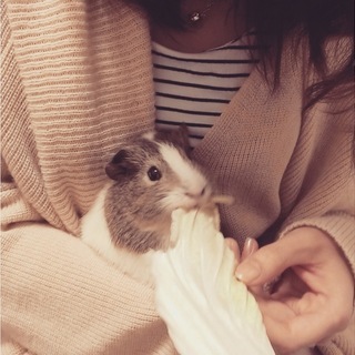 ２歳モルモット