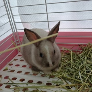 ミニウサギ