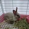 ミニウサギ サムネイル2