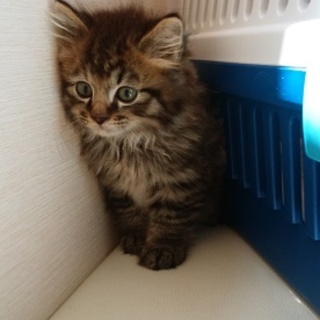 半長毛！美猫