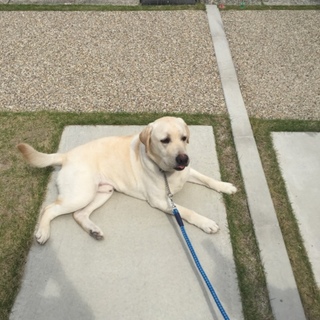 1歳ラブラドール東海地区の方のみお願いします。