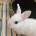 ミニウサギ 真っ白 3ヶ月！