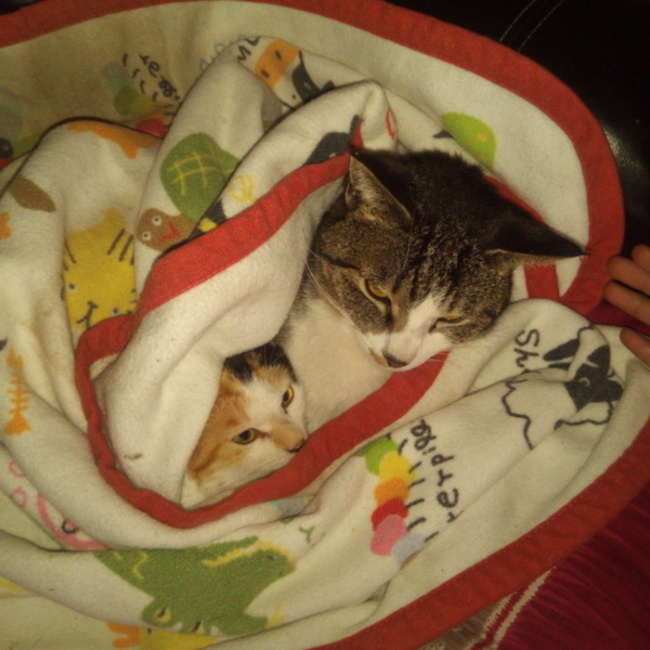 ヨシ@のカバー写真