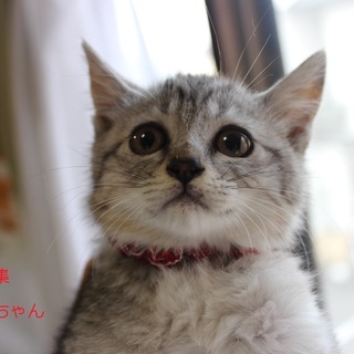 可愛いたれ目のサバトラ仔猫♥ぐらみちゃん里親募集