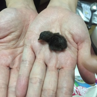 姫うずら里親募集中