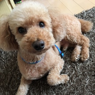 とてもビビリで甘えん坊な男の子♪