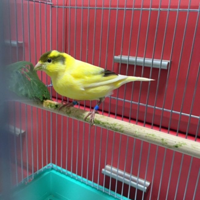 カナリ〜のカバー写真