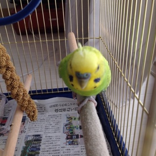 セキセイインコちゃんの里親募集☆