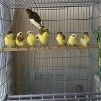 ローラーカナリア