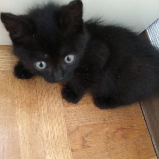 大雨でママトはぐれた？フワフワの黒猫ちゃん