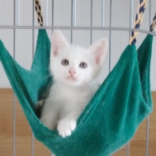 募集一時停止中　ふわ白猫のふうろちゃん♪