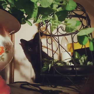 トライアル決定！