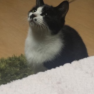 とってもかわいい❤️シロクロちゃんです