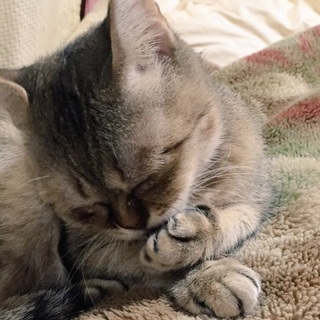 活発なやんちゃ娘の里親様募集！