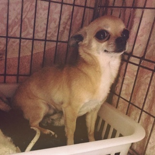 元気な小さい女の子の里親様募集します！