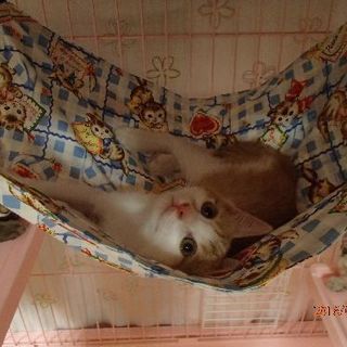 甘えん坊のサン君です。