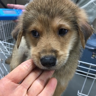 ダッフィー君（8922）、再募集！