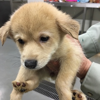 ちょっとこぶりな女の子、レナちゃん（0758）。