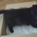 黒い子猫の家族を急募！！