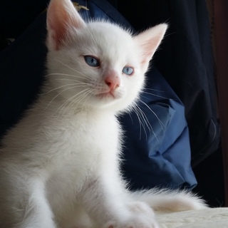 こねこの里親募集