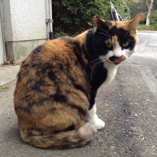 人懐こい三毛猫の沙織ちゃん！