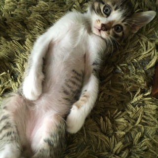 兄弟の中で一番大きな男の子♪優しい子です！