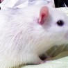 はるなつあき