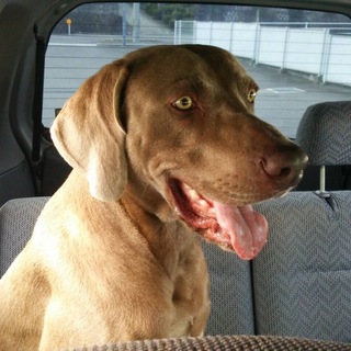 ワイマラナーの里親募集！