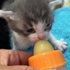 野良猫ちゃんに愛の手を(保護活動者)