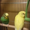 先週お迎えした、ひまわり君。めでたくピーちゃんとペアになりました。