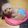 えこり