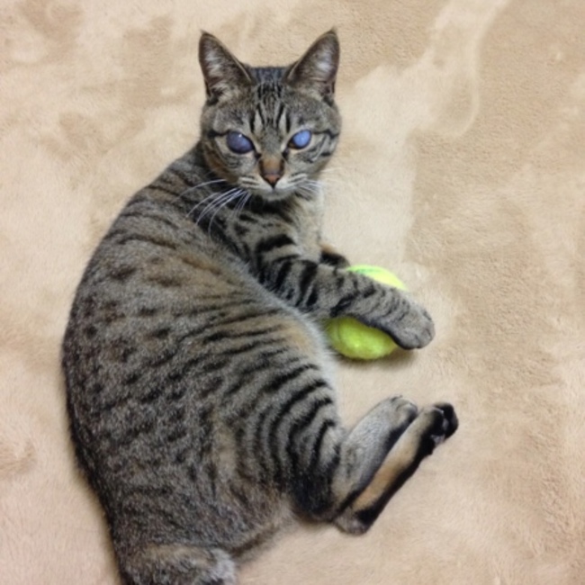 ちゃトラのカバー写真