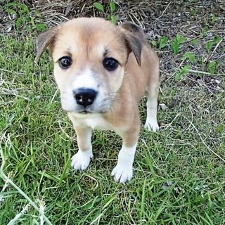 生後2カ月位の愛らしい兄妹子犬、家族に迎えて下さい