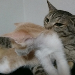 おうちに来て3日目