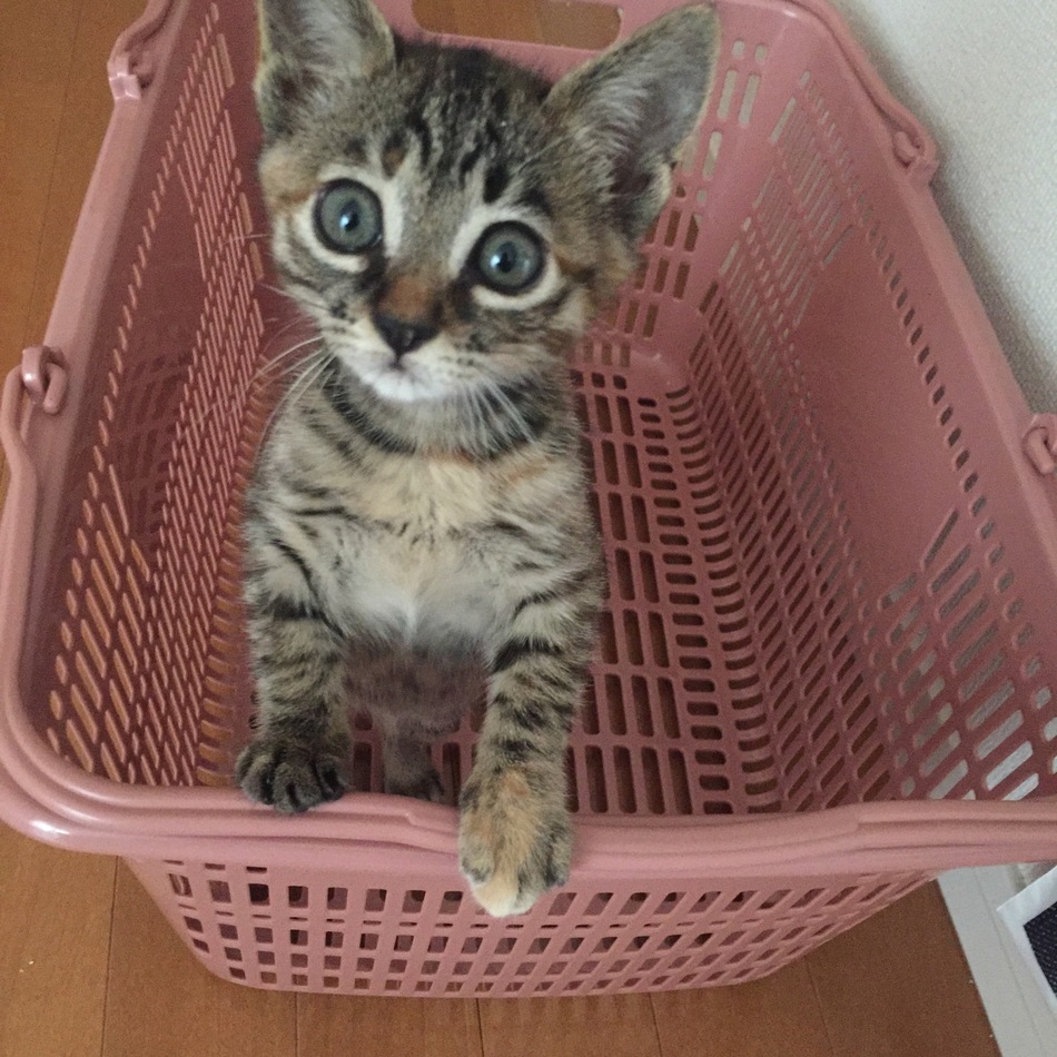 ミィちゃんのカバー写真