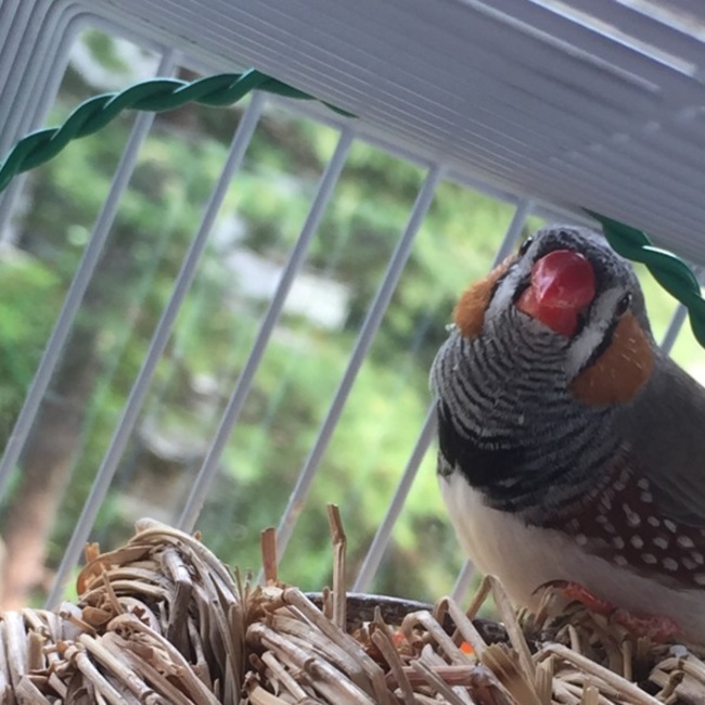 waka(=ﾟωﾟ)ﾉのカバー写真
