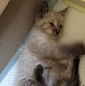 シャム猫風、赤い瞳のフワフワ子猫ちゃんです！