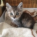 のあ(仮称)を拾いました
