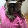 うううにゃー
