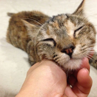 【正式譲渡決定】ワンコも大好きな甘えん坊さん