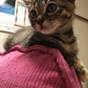 ミィちゃん（≧∇≦）