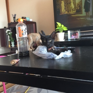 子猫の里親募集