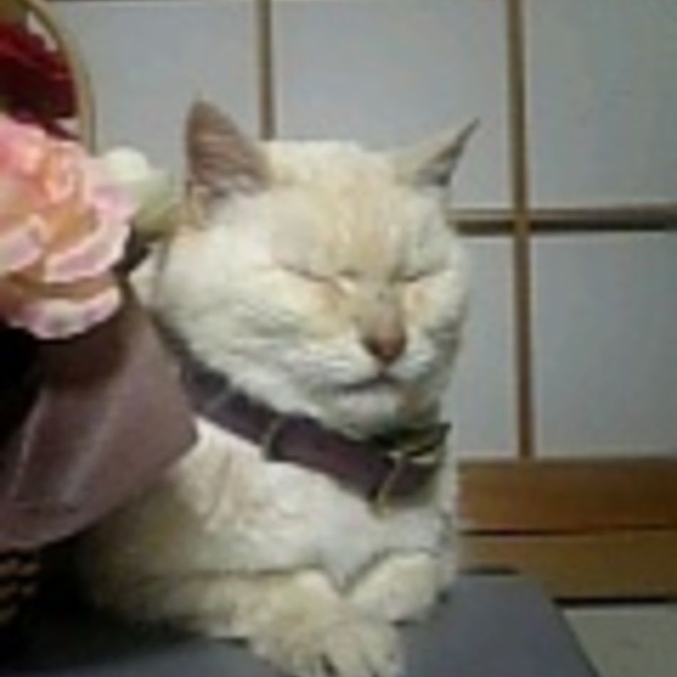 ミーコのカバー写真