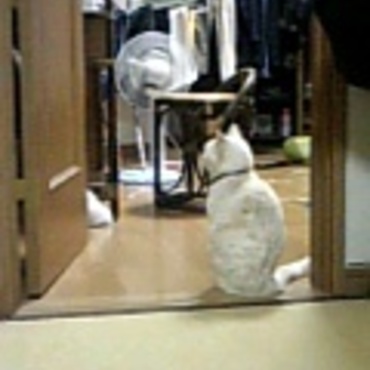 ミーコの写真