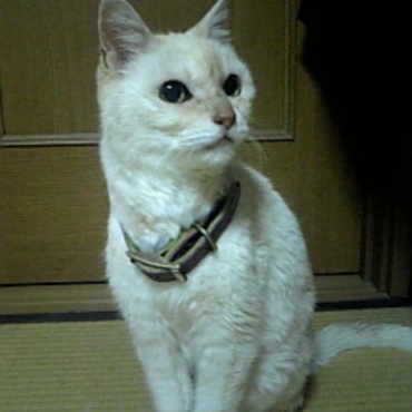 ミーコの写真
