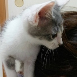 仔猫のノンタン名古屋から里親さん募集中