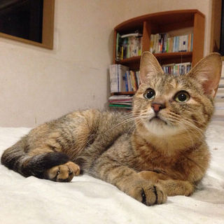 【決定】おっとりな甘えん坊さんです。