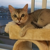 タマ