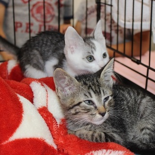 仔猫のゴロタン　名古屋から里親さん募集中